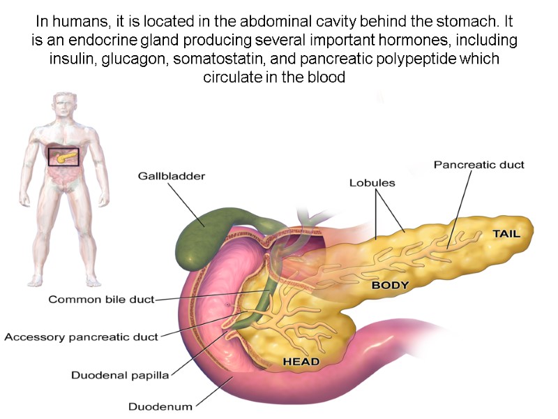 In humans, it is located in the abdominal cavity behind the stomach. It is